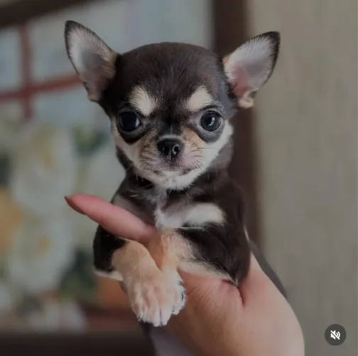 Chihuahua Pêlo Curto Micro!! Lindo Black Tan