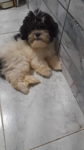 Stizu