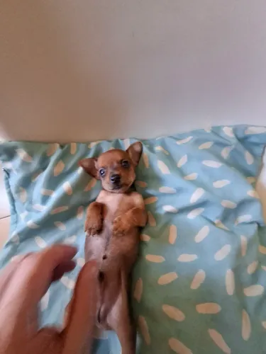 Filhotes de Pinscher