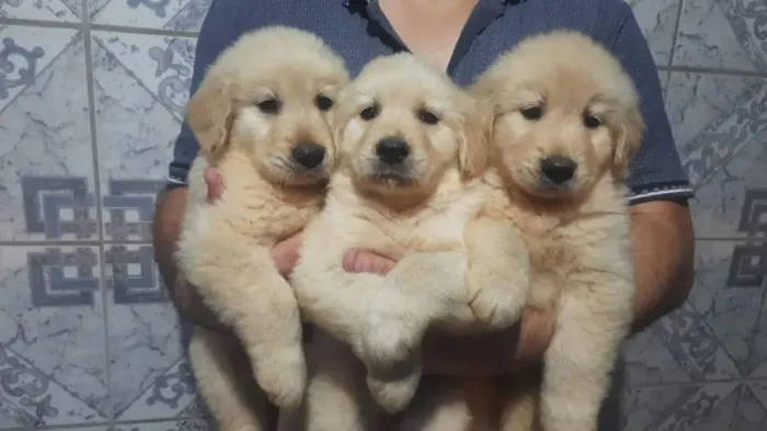 Golden Retriever