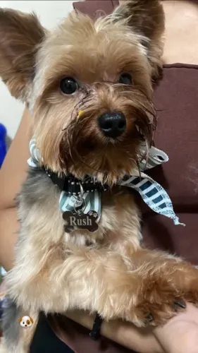 ? Procura-se uma namoradinha para o Rush! ?