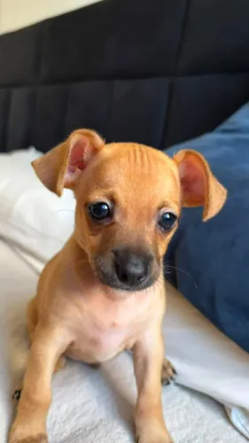 Pinscher