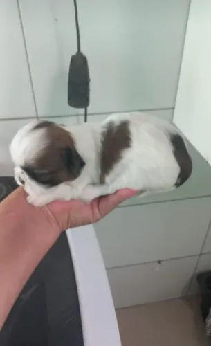Disponível filhotes de shih-tzu  p reserva .