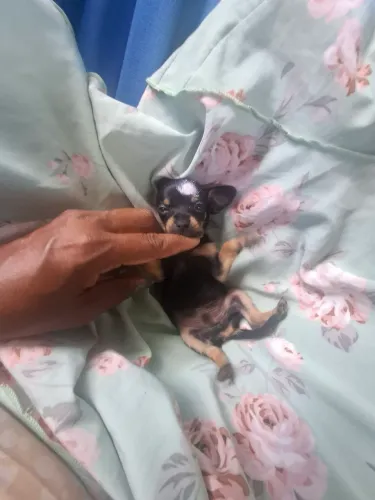 Pinscher 0. Macho disponível pronta entrega 