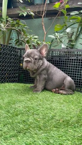 Filhotes de bulldogue francês