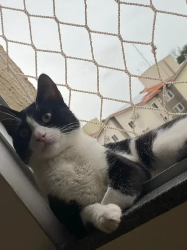 gato para adoção responsável 