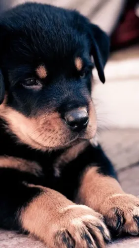Rottweiler filhotes com saúde e muita diversão!!