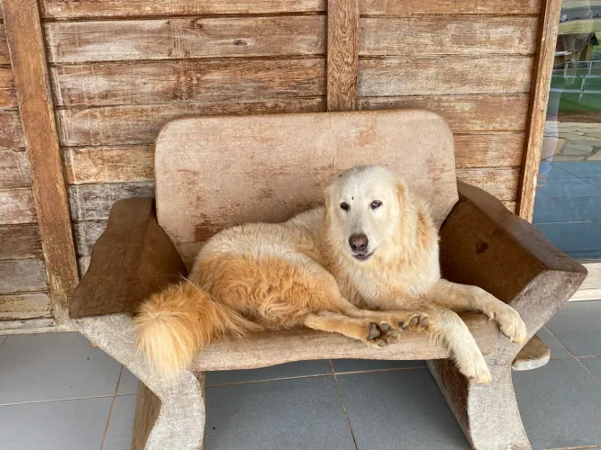 Cão Pastor Maremano adulto jovem