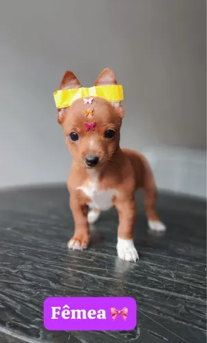 Pinscher com 80 dias vacinado