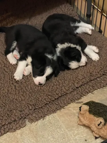 Filhotes de Border Collie | Um amigo que surpreende.