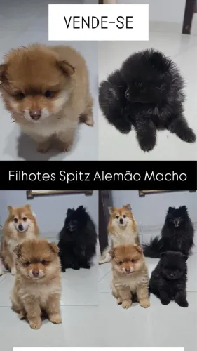 Spitz Alemão