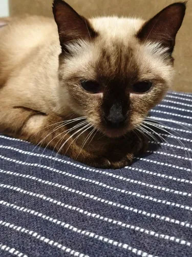 Adoção de gatos.