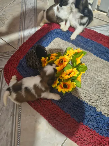 Venda de filhotes de Shitzu macho e fêmea