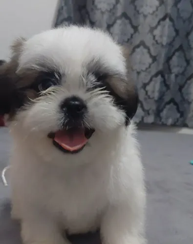 Shi-tzu puro micro.