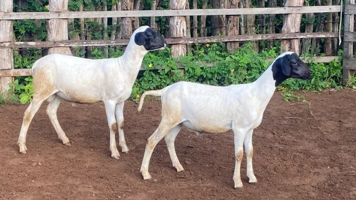Borregos Soinga fazer Carneiro Reprodutor de ovelhas 