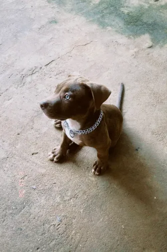 Vendo filhote de pitbull