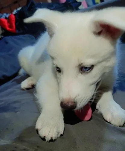 Filhote de husky siberiano 