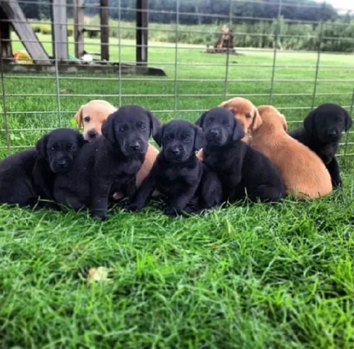 Labrador Retriever - Um Doguinho Para Quem Esta Procurando Seu Próximo Companheiro