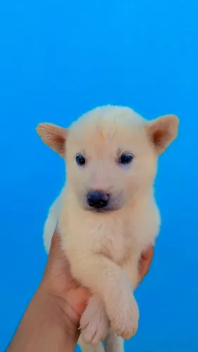 Filhote de husky siberiano 