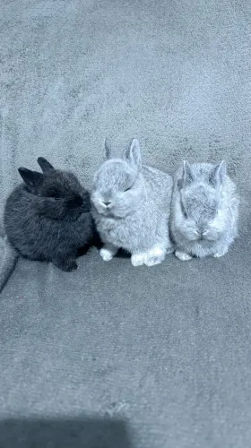 Coelho anão Netherland dwarf