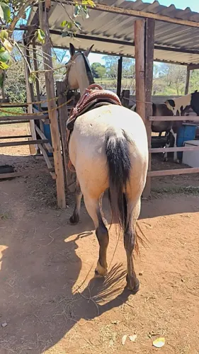 Égua Macha picada