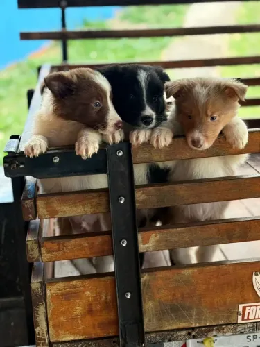Border Collie | Filhotes encantadores, Vacinados e liberados para ir pra casa