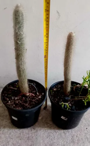 Cacto Cabelo de Velho ( preço da unidade)