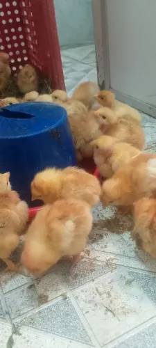 Lote com 21 pintinhos pescoço pelado vermelho