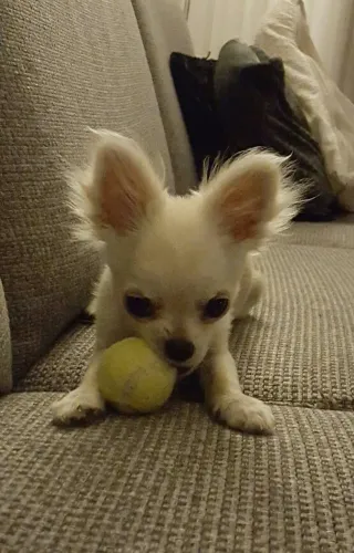 Chihuahua carinhoso e charmoso