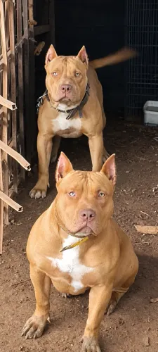 Pitbull - American Bully