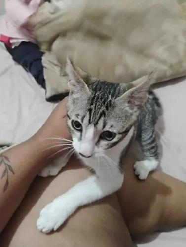 Doação de gato