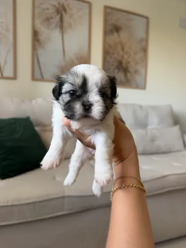 Shihtzu Fêmea