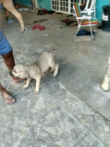 Filhotes de fila brasileiro