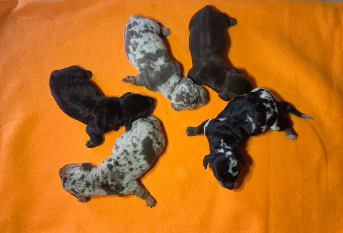 Filhotes Dachshund (Salsicha, Cofap, Basset) LEIA A DESCRIÇÃO