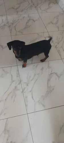 Dachshund, Basset 