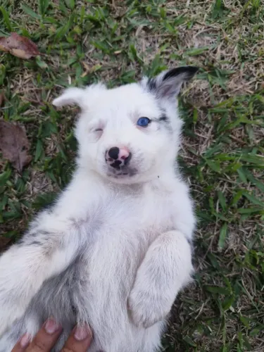 filhotes border collie 