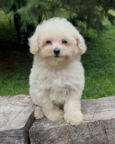 Poodle micro macho