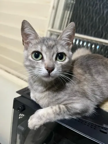 Doação de gatinho
