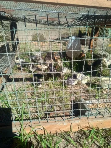 Pintinhos 