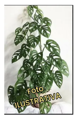KIT 2 COM 1 MUDA COSTELA DE ADÃO E 1 MUDA DE COSTELA DE EVA