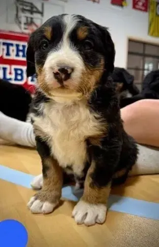 Bernese passando na sua telinha 