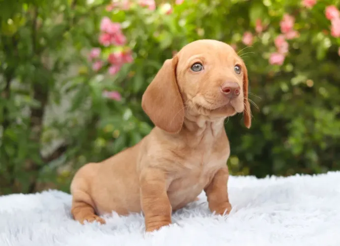 Filhote Dachshund Linguicinha Salsicha Macho