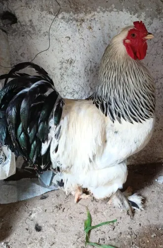 Brahma White Macho