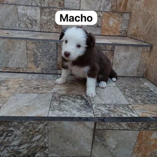 Border Collie - o melhor amigo para aventuras e carinho!