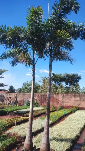 Palmeiras rabo de raposa 4 metros Ornamentais para Jardim