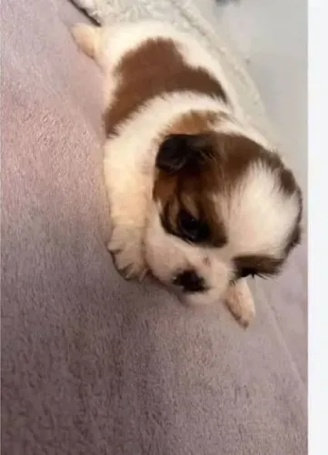 Shihtzu melhor raça para crianças