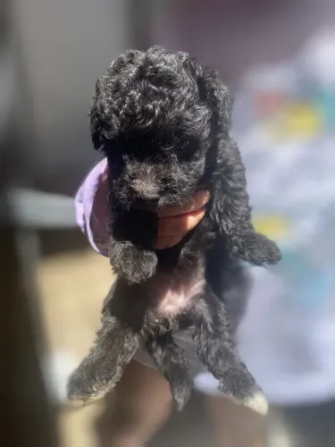 Poodle toy