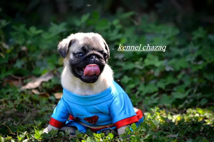 Pug filhote - Super-herói de alma alegre e simpático