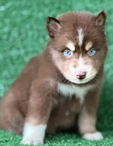 Husky Siberiano padrão internacional e magnifico da raça!