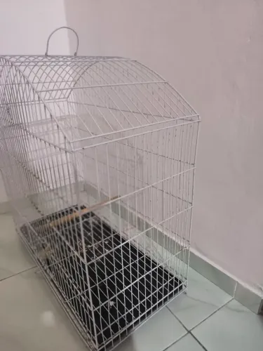 Gaiola de ferro toda boa 